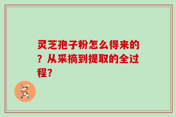 灵芝孢子粉怎么得来的？从采摘到提取的全过程？