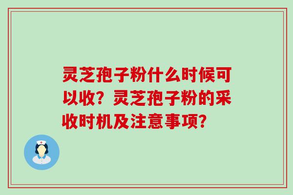 灵芝孢子粉什么时候可以收？灵芝孢子粉的采收时机及注意事项？