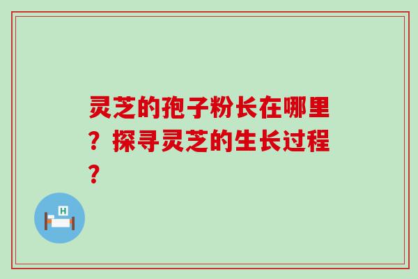 灵芝的孢子粉长在哪里？探寻灵芝的生长过程？