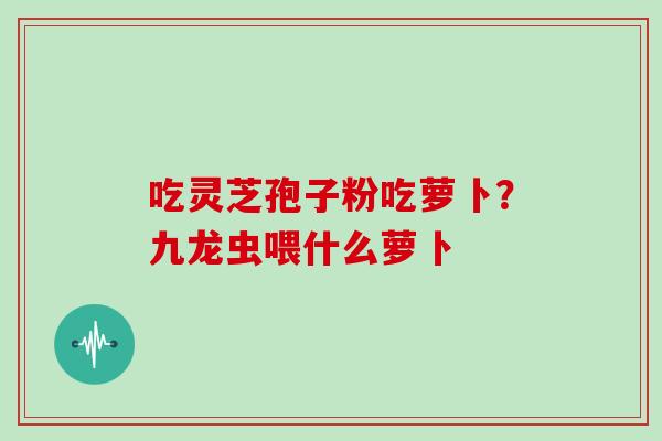 吃灵芝孢子粉吃萝卜？九龙虫喂什么萝卜