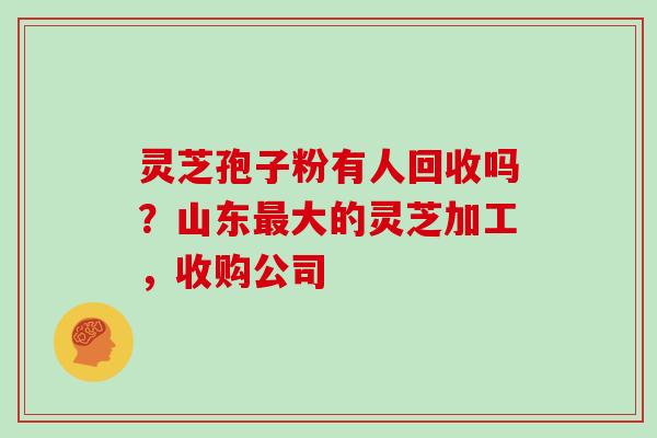 灵芝孢子粉有人回收吗？山东大的灵芝加工，收购公司