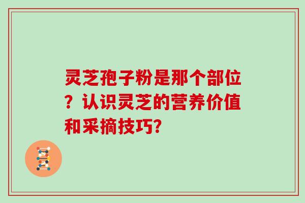 灵芝孢子粉是那个部位？认识灵芝的营养价值和采摘技巧？