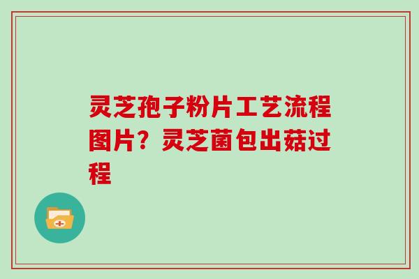 灵芝孢子粉片工艺流程图片？灵芝菌包出菇过程