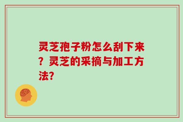 灵芝孢子粉怎么刮下来？灵芝的采摘与加工方法？