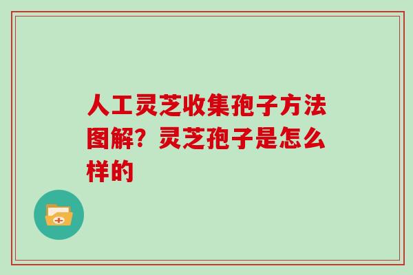 人工灵芝收集孢子方法图解？灵芝孢子是怎么样的