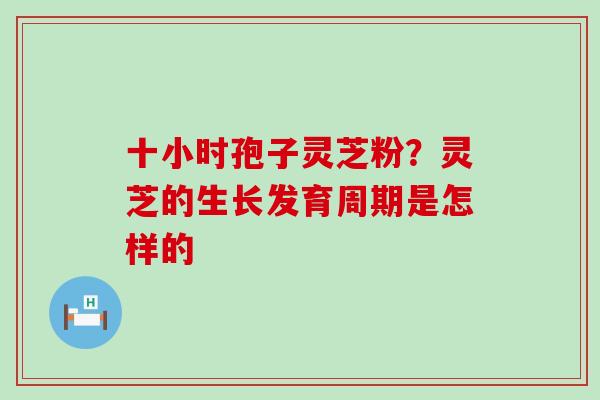 十小时孢子灵芝粉？灵芝的生长发育周期是怎样的