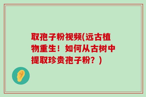 取孢子粉视频(远古植物重生！如何从古树中提取珍贵孢子粉？)