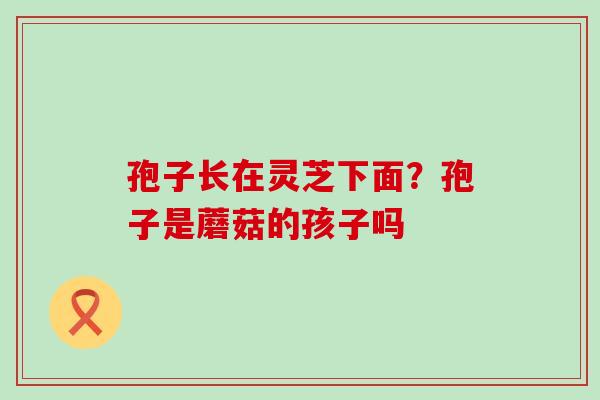 孢子长在灵芝下面？孢子是蘑菇的孩子吗