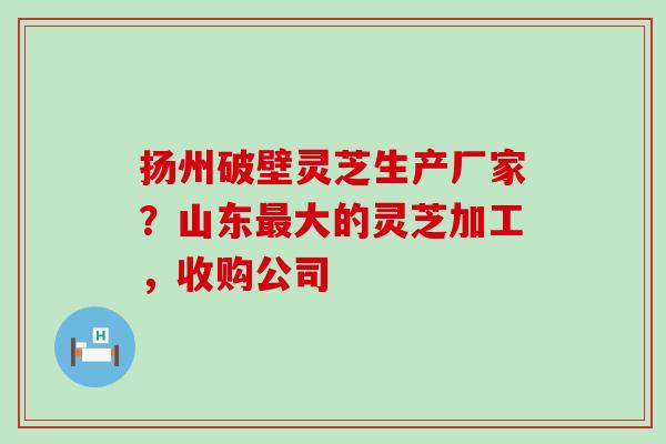 扬州破壁灵芝生产厂家？山东大的灵芝加工，收购公司