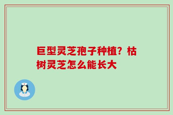 巨型灵芝孢子种植？枯树灵芝怎么能长大