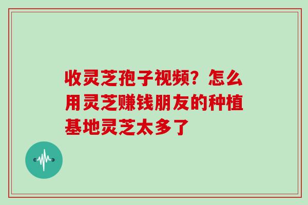 收灵芝孢子视频？怎么用灵芝赚钱朋友的种植基地灵芝太多了