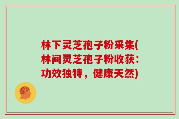 林下灵芝孢子粉采集(林间灵芝孢子粉收获：功效独特，健康天然)