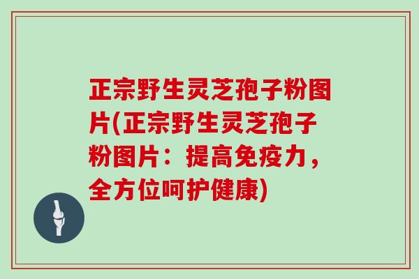 正宗野生灵芝孢子粉图片(正宗野生灵芝孢子粉图片：提高免疫力，全方位呵护健康)