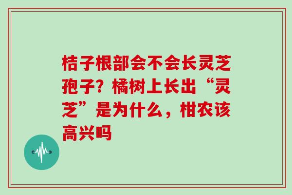 桔子根部会不会长灵芝孢子？橘树上长出“灵芝”是为什么，柑农该高兴吗