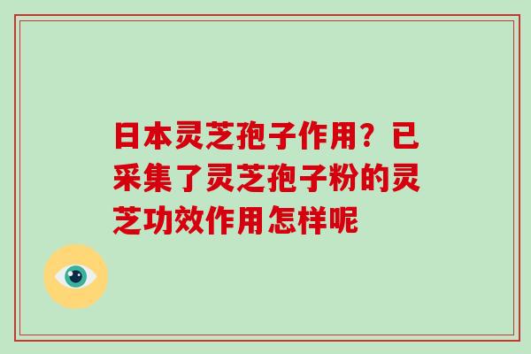 日本灵芝孢子作用？已采集了灵芝孢子粉的灵芝功效作用怎样呢