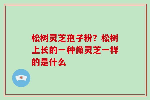 松树灵芝孢子粉？松树上长的一种像灵芝一样的是什么