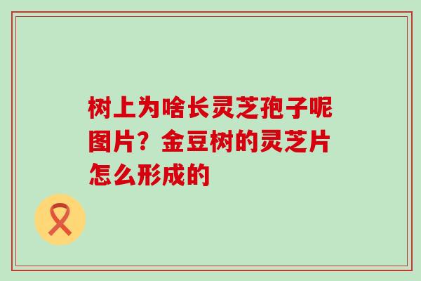 树上为啥长灵芝孢子呢图片？金豆树的灵芝片怎么形成的