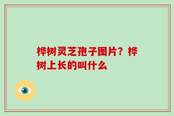 桦树灵芝孢子图片？桦树上长的叫什么