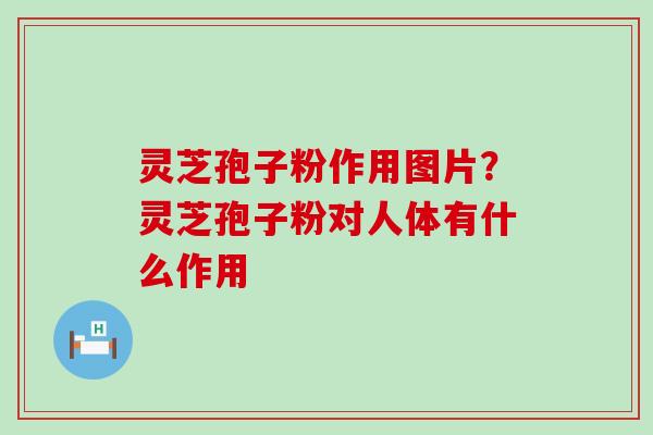 灵芝孢子粉作用图片？灵芝孢子粉对人体有什么作用