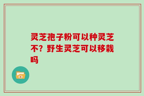 灵芝孢子粉可以种灵芝不？野生灵芝可以移栽吗