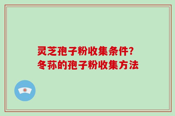 灵芝孢子粉收集条件？冬荪的孢子粉收集方法