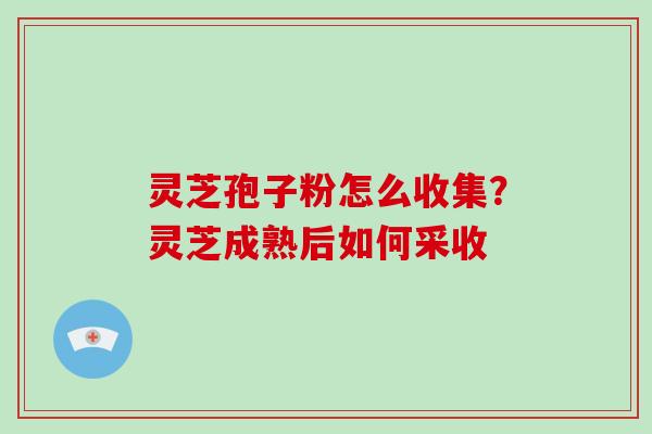 灵芝孢子粉怎么收集？灵芝成熟后如何采收