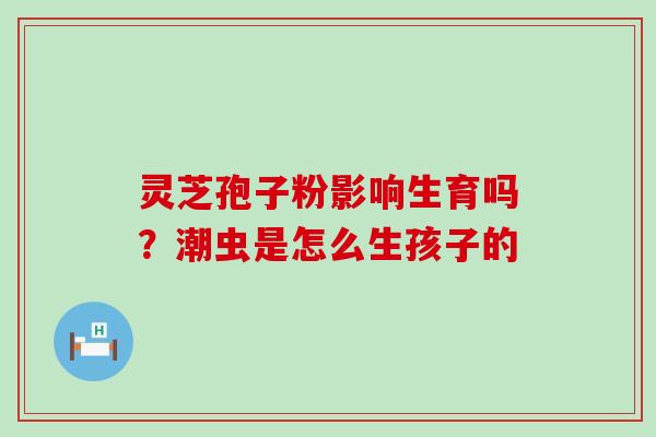 灵芝孢子粉影响生育吗？潮虫是怎么生孩子的