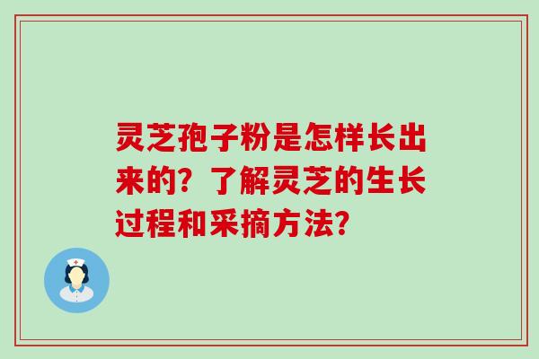 灵芝孢子粉是怎样长出来的？了解灵芝的生长过程和采摘方法？