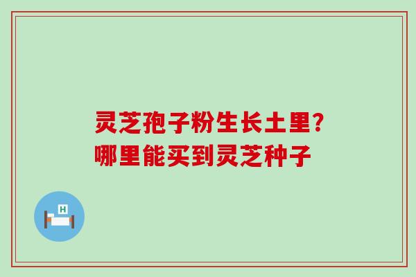 灵芝孢子粉生长土里？哪里能买到灵芝种子