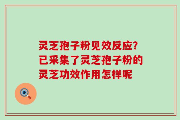 灵芝孢子粉见效反应？已采集了灵芝孢子粉的灵芝功效作用怎样呢