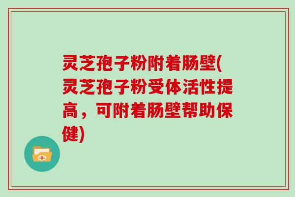 灵芝孢子粉附着肠壁(灵芝孢子粉受体活性提高，可附着肠壁帮助保健)