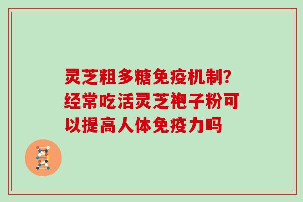 灵芝粗多糖免疫机制？经常吃活灵芝袍子粉可以提高人体免疫力吗