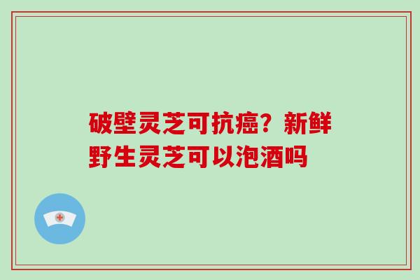 破壁灵芝可抗？新鲜野生灵芝可以泡酒吗