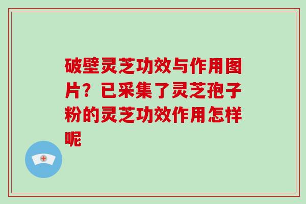 破壁灵芝功效与作用图片？已采集了灵芝孢子粉的灵芝功效作用怎样呢