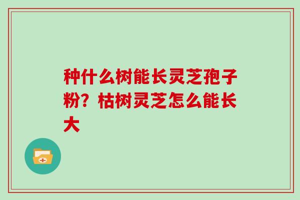 种什么树能长灵芝孢子粉？枯树灵芝怎么能长大