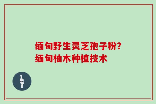 缅甸野生灵芝孢子粉？缅甸柚木种植技术