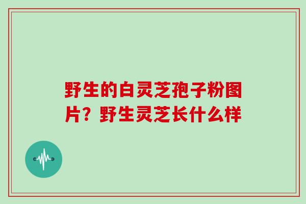 野生的白灵芝孢子粉图片？野生灵芝长什么样