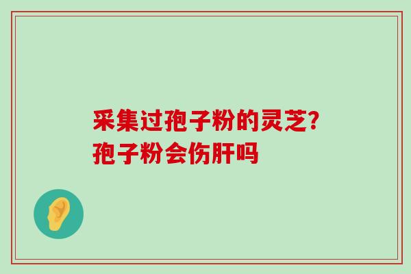 采集过孢子粉的灵芝？孢子粉会伤吗