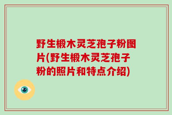 野生椴木灵芝孢子粉图片(野生椴木灵芝孢子粉的照片和特点介绍)