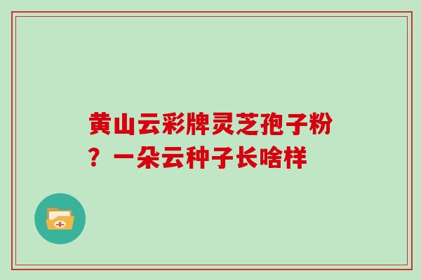 黄山云彩牌灵芝孢子粉？一朵云种子长啥样