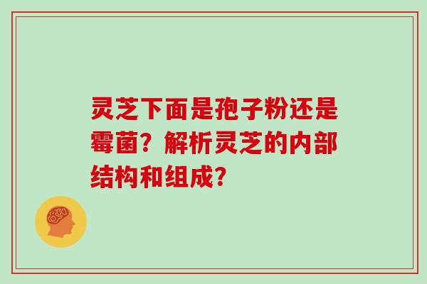 灵芝下面是孢子粉还是霉菌？解析灵芝的内部结构和组成？