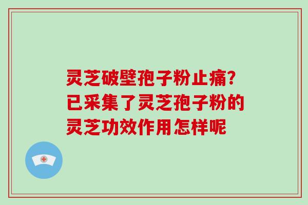 灵芝破壁孢子粉？已采集了灵芝孢子粉的灵芝功效作用怎样呢