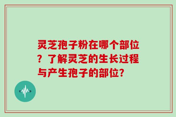 灵芝孢子粉在哪个部位？了解灵芝的生长过程与产生孢子的部位？