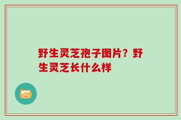 野生灵芝孢子图片？野生灵芝长什么样