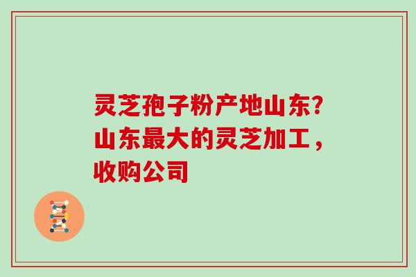 灵芝孢子粉产地山东？山东大的灵芝加工，收购公司