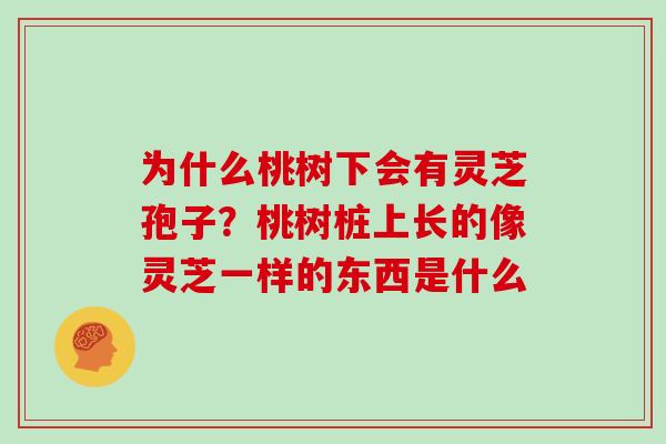 为什么桃树下会有灵芝孢子？桃树桩上长的像灵芝一样的东西是什么