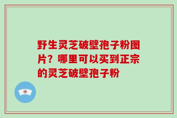 野生灵芝破壁孢子粉图片？哪里可以买到正宗的灵芝破壁孢子粉