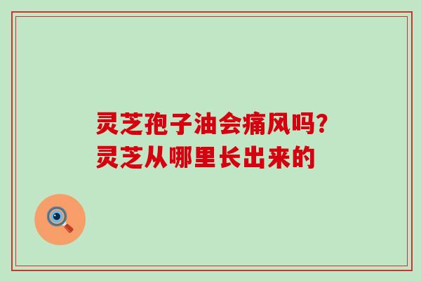 灵芝孢子油会痛风吗？灵芝从哪里长出来的