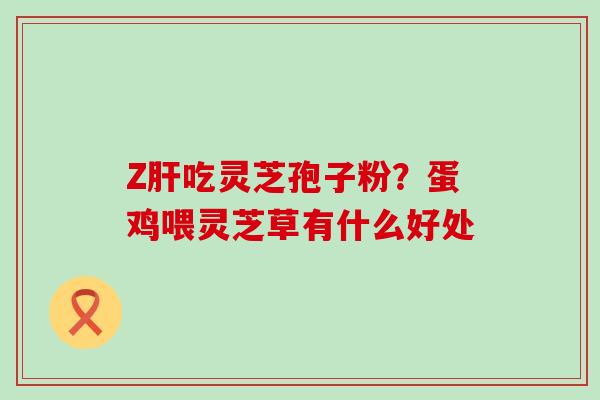 Z吃灵芝孢子粉？蛋鸡喂灵芝草有什么好处