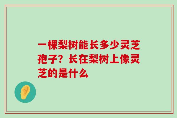 一棵梨树能长多少灵芝孢子？长在梨树上像灵芝的是什么